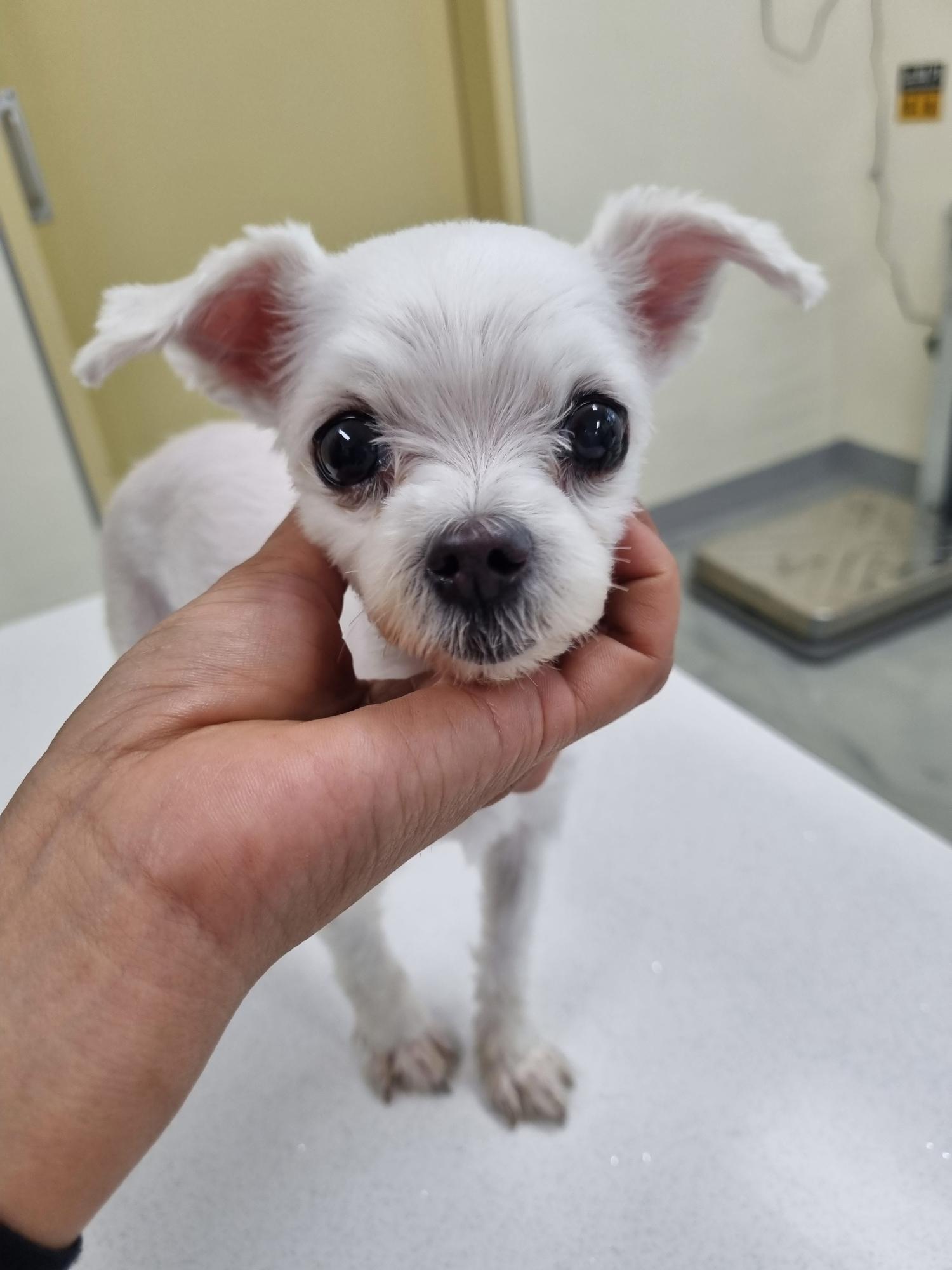 아산동물복지지원센터_444452202301435